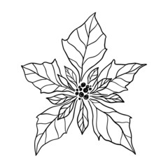 Fototapeta premium Poinsettia leaf vector illustration. Floral hand drawn branch, Christmas linear element. Xmas elegant flower top view isolated on white background. Poinsettia foliage silhouette, line art. Doodle