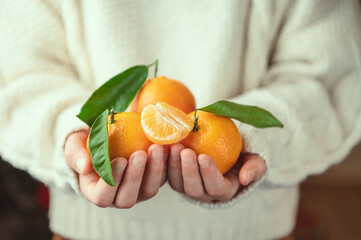 Close up photo of child hands in knitted sweater holding fresh mandarins with green leaves