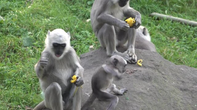 Movie of Frolicking gray langur (Semnopithecus entellus)  called Hanuman langur cubs