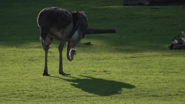 Movie of ostrich eating grass on a green field