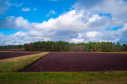 Cranberry bog and walking trails over the riverbank in Rochester, Massachusetts. Dramatic cloudscape over the agricultural field and forest in December.