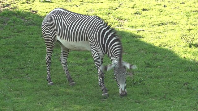 zebra in the grass