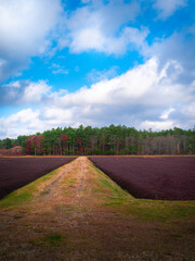 Grassy footpath through the cranberry bog. Tranquil New England landscape of agricultural field and pine forest in Rochester, Massachusetts.
