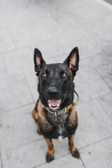 malinois dog
