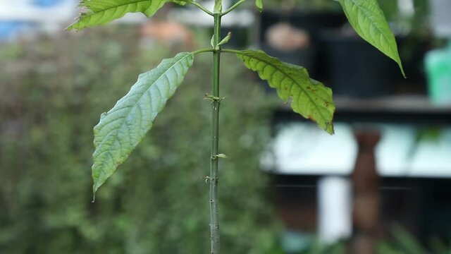 Plant Mitragyna speciosa Korth in pots