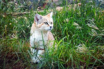 Sand dune cat, Felis margarita sit between green herb. Cute wild cat outdoors between verdant leaves