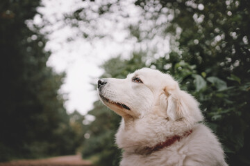 portrait of a dog