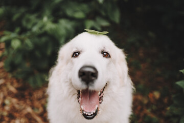 Obraz premium portrait of a dog