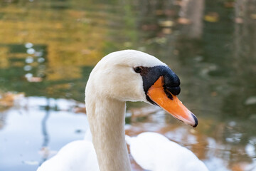Obraz premium Detail of the head of a white swan looking to the camera
