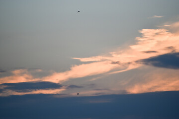 Evening sunset sky with group of migrating birds,nature , religious background