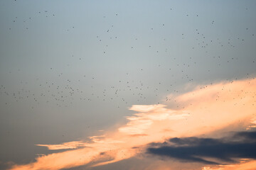 Evening sunset sky with group of migrating birds,nature , religious background