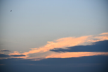 Evening sunset sky with group of migrating birds,nature , religious background