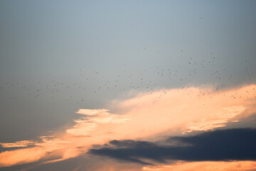 Evening sunset sky with group of migrating birds,nature , religious background