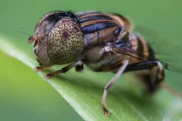 Eristalinus sepulchralis is a European species of hoverfly