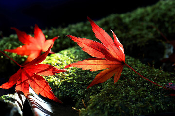 苔に光が差し込み落ちたもみじの葉が赤く色あざやかに輝く