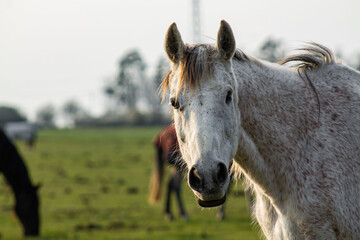Obraz premium white beautiful horse portrait on green background