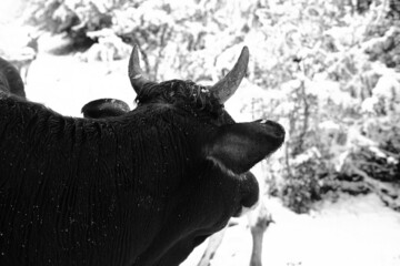 Horned beef cow looking away over winter snow.