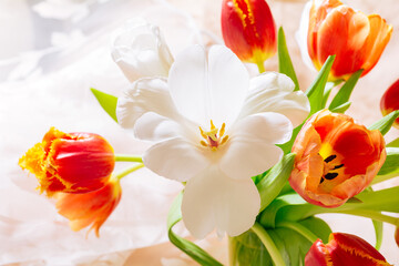 Spring bouquet of red and white tulips on the sun. Bunch of fresh tulip flowers. Concept holiday flowers