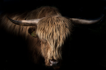 Portrait of a Scottish Highland bull (Bos taurus)