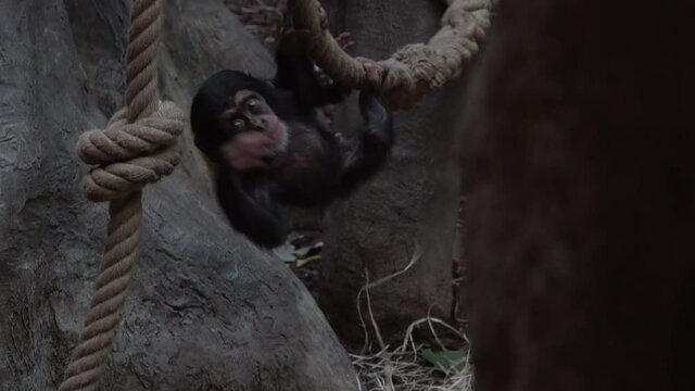 Chimpanzee cub crawling on a rope