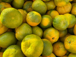 Harvesting organic tangerines of imperfect shape, varying degrees of ripeness