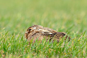 Hare in grass
