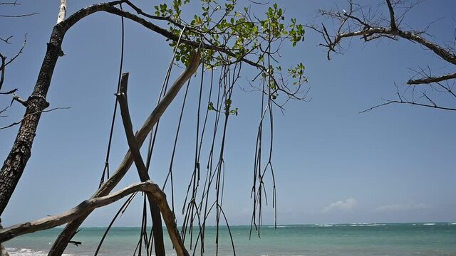 4K video shows tropical jungle. Mangrove thickets form the basis of the composition. Ocean is visible on background of photo. An exotic backwater beckons to the depths of the tropics.