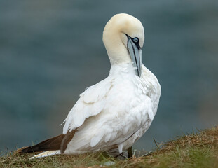 Gannet