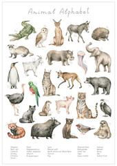 Watercolor animal alphabet. ABC poster for kids. English alphabet. Hand-painted educational set. Cute wild animals. Nursery wall art, poster. Animal world. - 473584567