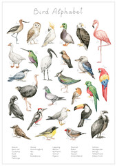 Watercolor birds alphabet. ABC poster for kids. English alphabet. Hand-painted educational set. Cute wild bird. Nursery wall art, poster. Wild world. - obrazy, fototapety, plakaty