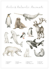Watercolor Arctic and Antarctic animals. King penguin, narwhal, walrus, ermine, beluga whale, puffin, adele penguin, reindeer, killer whale, polar bear, arctic fox, harbor seal. Hand-painted wildlife - 473584571