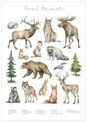 Watercolor wild forest animals. Elk, moose, hedgehog, lynx, hare, stoat, raccoon, squirrel, bear, wolf, badger, fox, deer. Hand-painted woodland wildlife. 