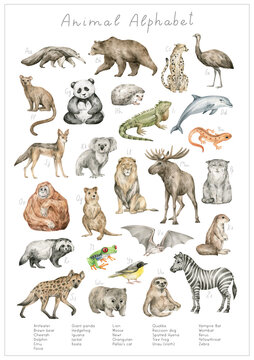 Watercolor Animal Alphabet. ABC Poster For Kids. English Alphabet. Hand-painted Educational Set. Cute Wild Animals. Nursery Wall Art, Poster. Animal World.