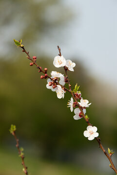 apricot blooming  tree