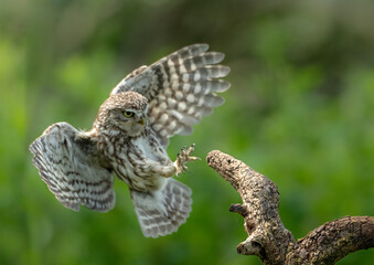 Little Owl