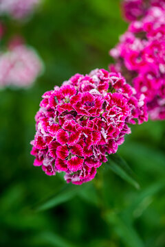 carnations flower