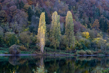 The Mosel river with lush trees on a steep riverbank. Picture from Cochem, Germany