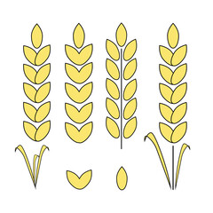 Wheat ears,icons,collection,isolated on a white background.Vector grain can be used in grocery packages,textiles,fast food.