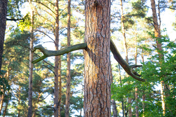 Tree with hands in a forest