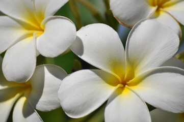 Fototapeta na wymiar Frangipani Blume