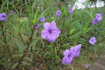 purple flower called Ruellia simplex in a garden
