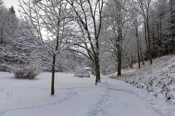 trees in snow