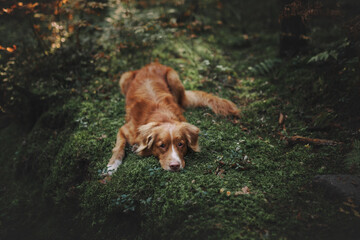 portrait of a dog
