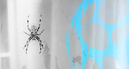 Halloween concept background, spider on web on abstract background