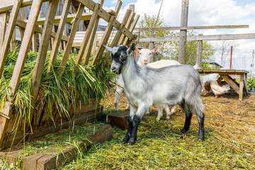 Modern animal livestock. Cute goat relaxing in yard on farm in summer day. Domestic goats grazing in pasture and chewing, countryside background. Goat in natural eco farm growing to give milk, cheese