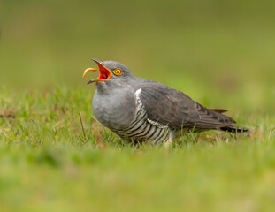 Cuckoo Feeding