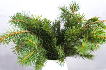 Green spruce branches in a white vase. Christmas decor and festive mood. Selective focus. Close-up.