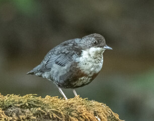 Dipper