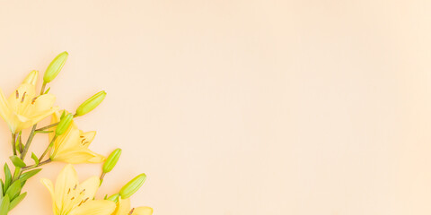 Flat lay frame with yellow lilies on color background