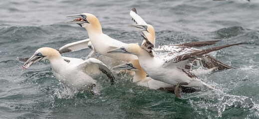 Gannet Frenzy